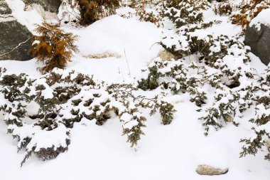 Peyzaj tasarımı ve beyaz kar. Çimenlikteki dekor böyle görünüyor.