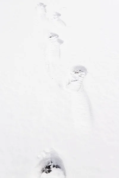 How Walk Snow Leaving Marks Your Boots Sneakers — Fotografia de Stock