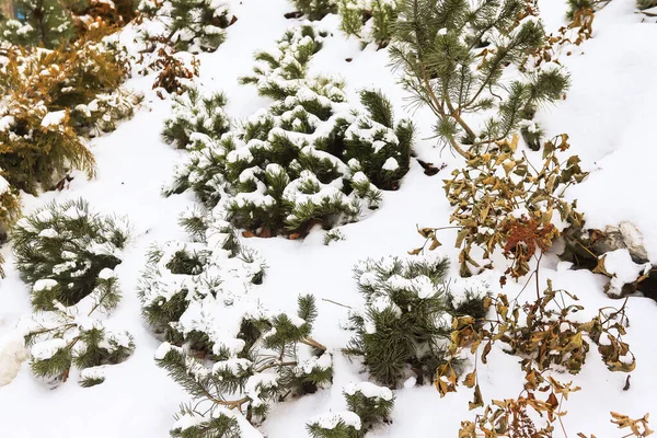 ランドスケープデザインと白い雪これが芝生の装飾がどのように見えるかです — ストック写真