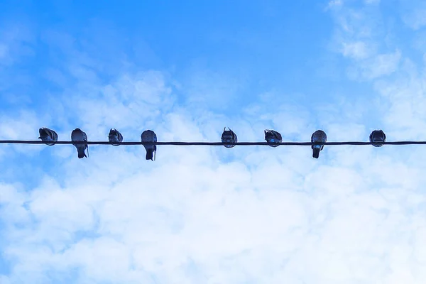 Row Pigeons Sitting Wires Power Line — Stock Photo, Image