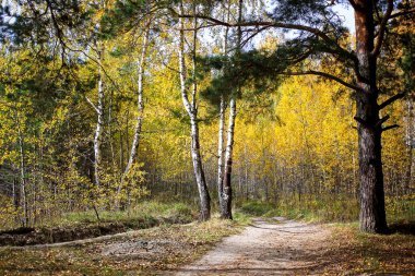 Forest on the last day of autumn and colorful and picturesque foliage underfoot and trees. The sun is breaking through the leaves