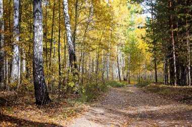 Forest on the last day of autumn and colorful and picturesque foliage underfoot and trees. The sun is breaking through the leaves