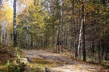 Forest on the last day of autumn and colorful and picturesque foliage underfoot and trees. The sun is breaking through the leaves