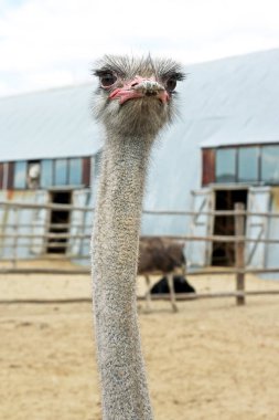 Bir devekuşunun uzun boynu kendi kuşhanesinin çitlerinin üzerinden yükselir.