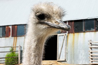 Bir devekuşunun uzun boynu kendi kuşhanesinin çitlerinin üzerinden yükselir.