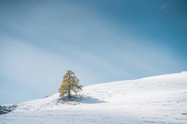 Kanas, Xinjiang, Çin 'deki ormanların kış manzarası.