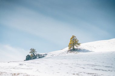 Kanas, Xinjiang, Çin 'deki ormanların kış manzarası.