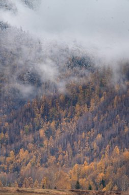 Çin 'in Xinjiang eyaletinin tarihi bir köyü olan Hemu köyünde sonbahar manzarası.