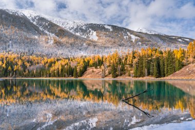 Kanas, Xinjiang, Çin 'deki orman ve nehrin sonbahar manzarası.