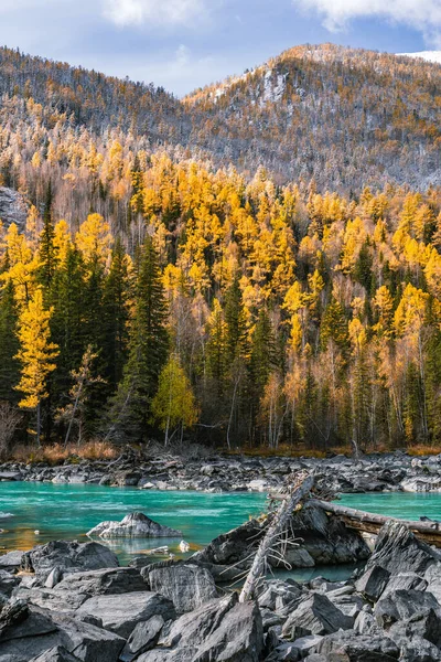 Kanas, Xinjiang, Çin 'deki orman ve nehrin sonbahar manzarası.