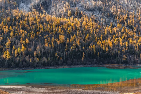 Kanas, Xinjiang, Çin 'deki orman ve nehrin sonbahar manzarası.