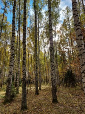 Sarı yapraklı uzun sonbahar huş ağaçları