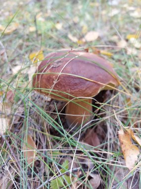 Mantar yaprakların altında saklanıyordu.