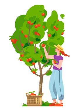 Smiling woman picking up red apples from the tree. Young woman in a straw hat. Wicker basket full of ripe apples. Apple tree in the garden. Concept for gardening or farming. Vector flat illustration