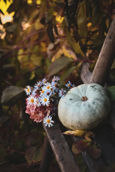Outono Ainda Vida Com Abóbora Flores — Fotografia de Stock
