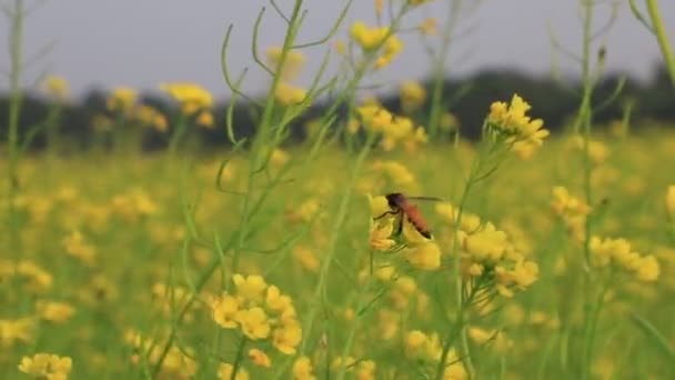 Pszczoła Miodna Zbierająca Kwiaty Musztardy Żółtej Miodu — Wideo stockowe