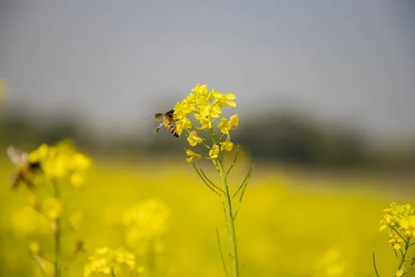 Цветы Пчелы Желтой Горчицы Собирают Мед Размытым Фоном — стоковое фото