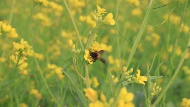 Honey Bee Collecting Honey Yellow Mustard Flowers — Stock Video