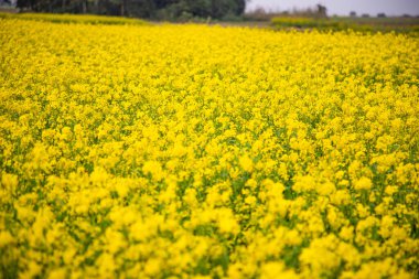 Çiçek Hardal Çiçekleri Tarlada güzel bir manzara.
