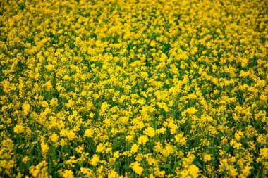 Çiçek Hardal Çiçekleri Tarlada güzel bir manzara.