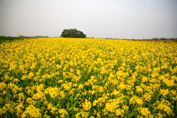 Bloom Mustard Flowers Beautiful Scenery Field — Fotografia de Stock