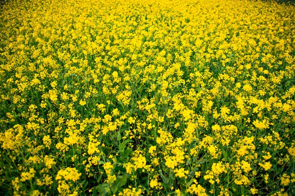 Kwiat Musztardy Kwiaty Piękne Krajobrazy Polu — Zdjęcie stockowe