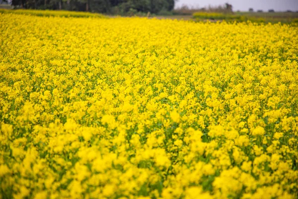 Bloom Mustard Flowers Beautiful Scenery Field — стоковое фото