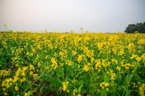 Bloom Mustard Flowers Beautiful Scenery Field — стоковое фото