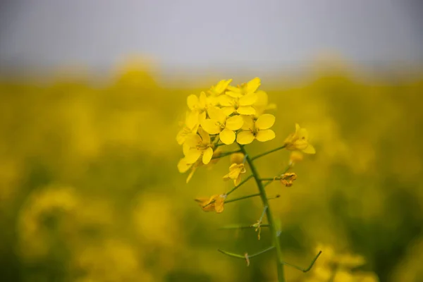 クローズアップは ブリュリーを背景にした黄色のマスタードの花です — ストック写真