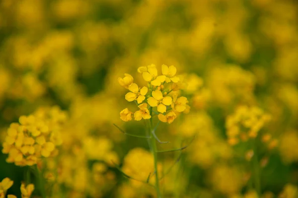 Close Focus Yellow Mustard Flower Blurry Background — стоковое фото