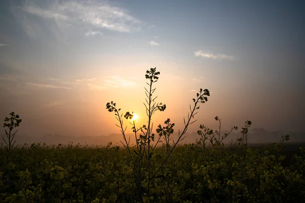 Dewdrops Wet Yellow Mustard Flowers Field Winter Morning Foggy Golden — Fotografia de Stock