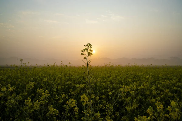 Dewdrops Wet Yellow Mustard Flowers Field Winter Morning Foggy Golden — стоковое фото