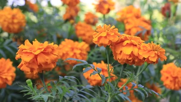 Orange Marigold Flowers Blowing Wind — Stock Video