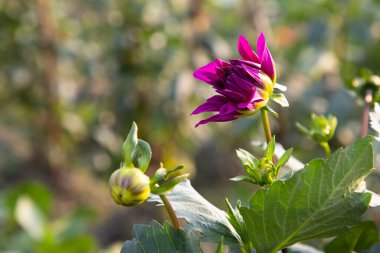 Bahçe Ağacı 'nda, Arkaplanı Bulanık Güzel Pembe Çiçek Dahlia. Bahar Çiçeği Doğal Görünümü. 