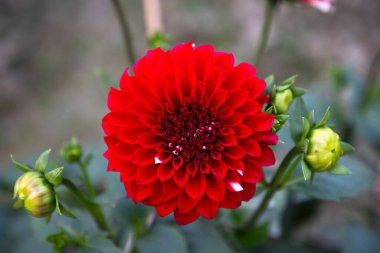 Bahçedeki Güzel Kırmızı Çiçek Dahlia Çiçeği. Bahar Çiçeği Doğal Görünümü. 