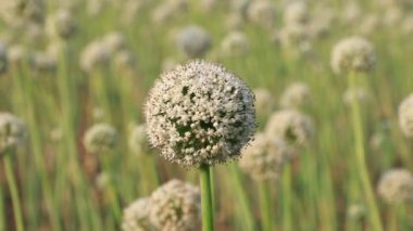 Güzel soğan çiçeği doğal manzarası. Beyaz soğan çiçek çiftliği. Bahar Çiçeği tarlası.