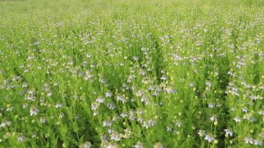Çiçek açan Beyaz Nigella sativa çiçekleri rüzgarda savruluyor. Beyaz ve Yeşil Çiçekler Arkaplan Manzarası