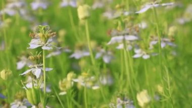 Yakın plan Çiçek açan Beyaz Nigella sativa çiçekleri rüzgarda savruluyor. Beyaz ve Yeşil Çiçekler Arkaplan Manzarası