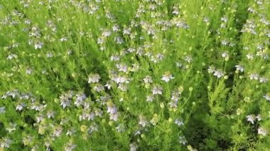 Çiçek açan Beyaz Nigella sativa çiçekleri rüzgarda savruluyor. Beyaz ve Yeşil Çiçekler Arkaplan Manzarası