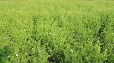 Çiçek açan yeşil Nigella sativa çiçekleri rüzgarda savruluyor. Güzel Yeşil Çiçekler Arkaplan Manzarası.