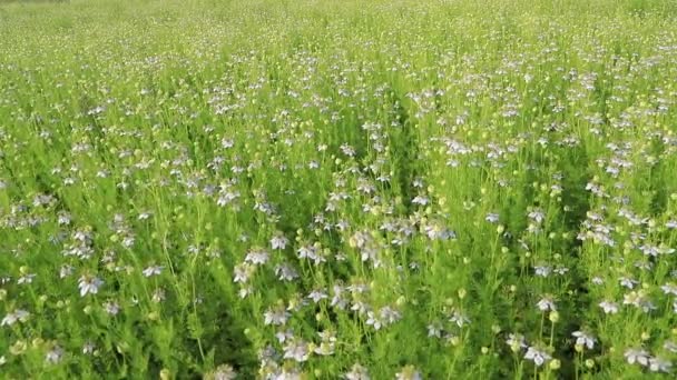 Blooming White Nigella Sativa Flowers Swing Wind Field White Green — Stock Video