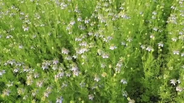 Blooming White Nigella Sativa Flowers Swing Wind Field White Green — Stock Video