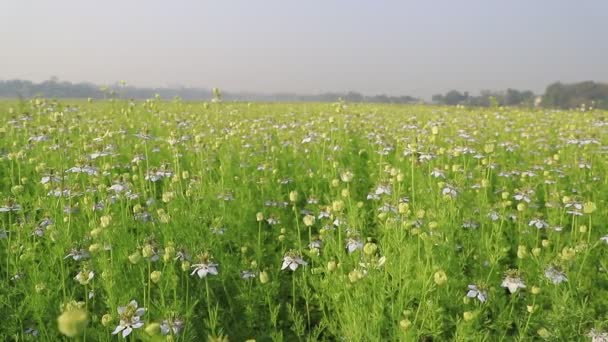 盛开的尼日利亚白花在田野里迎风摇曳 白花及绿花背景图 — 图库视频影像