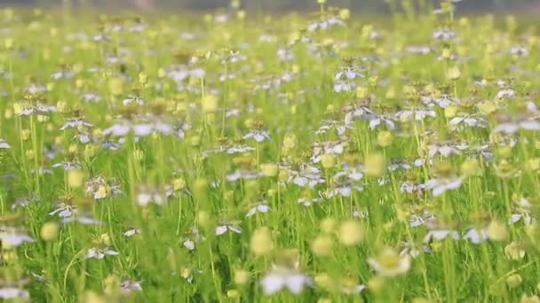 Alto Ângulo Close Foco Florescendo Flores Brancas Nigella Sativa Balançam — Vídeo de Stock