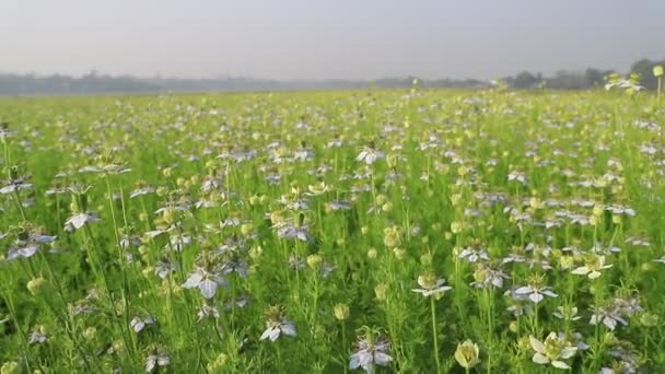 Florecientes Flores Nigella Sativa Blanca Oscilan Viento Campo Blanco Verde — Vídeos de Stock