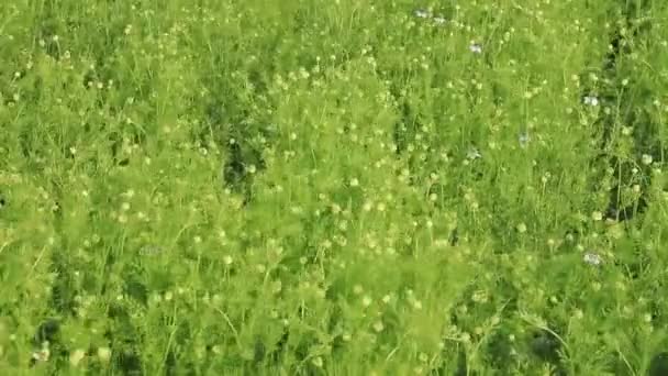 Fioritura Verde Nigella Fiori Sativa Oscillano Nel Vento Nel Campo — Video Stock
