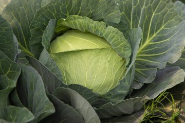 Taze yeşil lahana çiftliğinde organik tarım. Vejetaryen lahana tarlada hasat ve salata için hazır. Doğal Tarım Arkaplan Görünümü.
