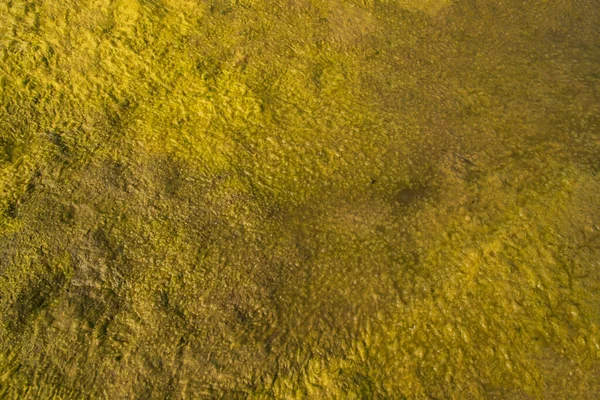 Water Nat Groen Mos Textuur Achtergrond Natuurlijke Achtergrondstructuur — Stockfoto