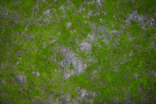 Moss Soil Texture Natural Background Green Moss Color Texture — Stockfoto