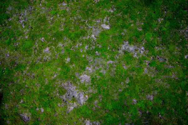 在土壤纹理上的苔藓 自然背景 青苔色质感 — 图库照片